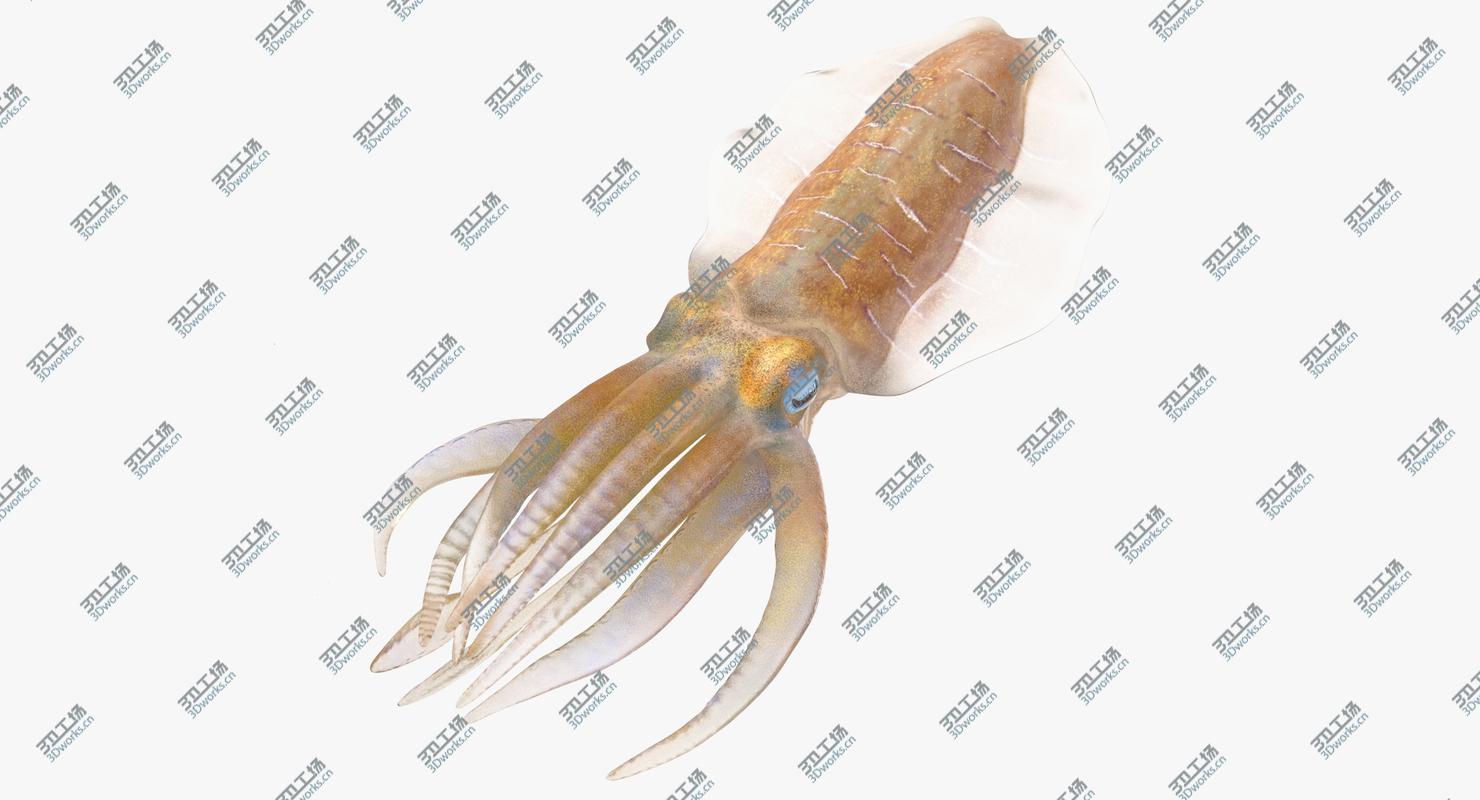 images/goods_img/2021040233/Squid - Rigged/2.jpg
